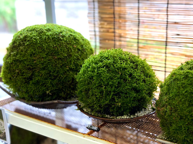 �ۋ�_Moss Country