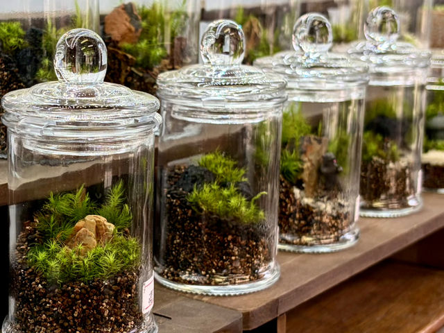 �X����i_Moss Country