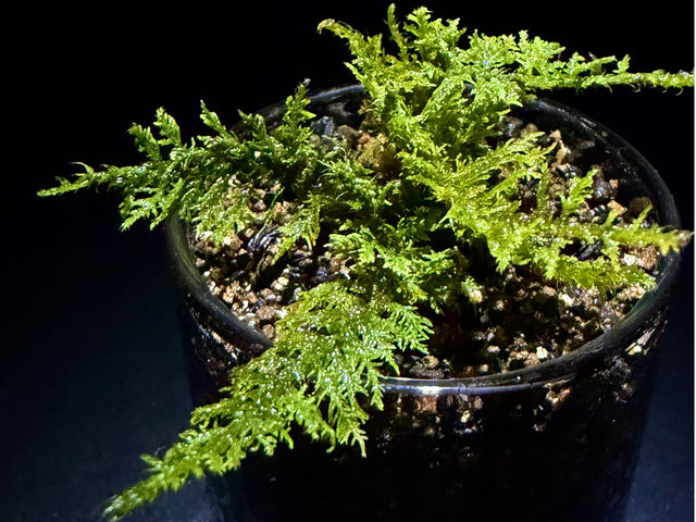 �V�m�u�S�P_Moss Country
