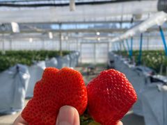 ���΂���t�@�[���̎ʐ^1