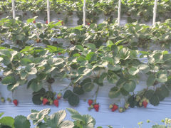 �������̔��̎ʐ^1