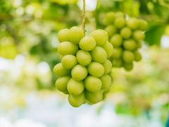 oboco grapes̎ʐ^1