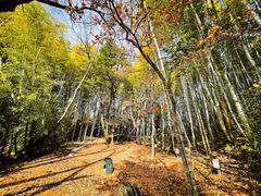 CampsiteYuNa̎ʐ^1