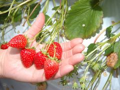 ���킱䕔_���̎ʐ^1