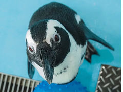 Penguin Cafe TAIL̎ʐ^1