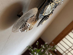 _Na_Collection̎ʐ^1
