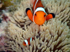 Seas the day�̎ʐ^1