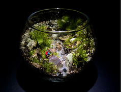 Moss Countryの写真1