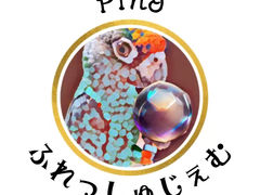 Pinoӂザނ̎ʐ^1