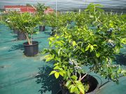 BBaseFarm�ɓ�(�r�[�x�[�X�t�@�[���C�i)�̎ʐ^2