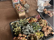 L'atelier de la sorcier�̎ʐ^2