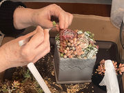 L'atelier de la sorcier�̎ʐ^3