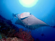 BANK_SEA ISHIGAKI̎ʐ^3