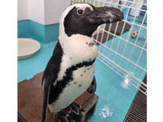 Penguin Cafe TAIL�̎ʐ^4