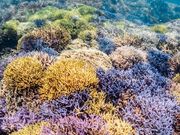 �u���[�R�[�����̎ʐ^3