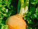 ILA Community Farm̎ʐ^2