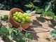 oboco grapes̎ʐ^2