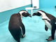 Penguin Cafe TAIL̎ʐ^2