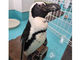Penguin Cafe TAIL�̎ʐ^4