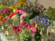 with Flower̎ʐ^3