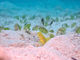 Seas the day�̎ʐ^4