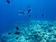 UNDA Snorkeling Club̎ʐ^2