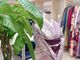 Kimono Rental a-niko-̎ʐ^2