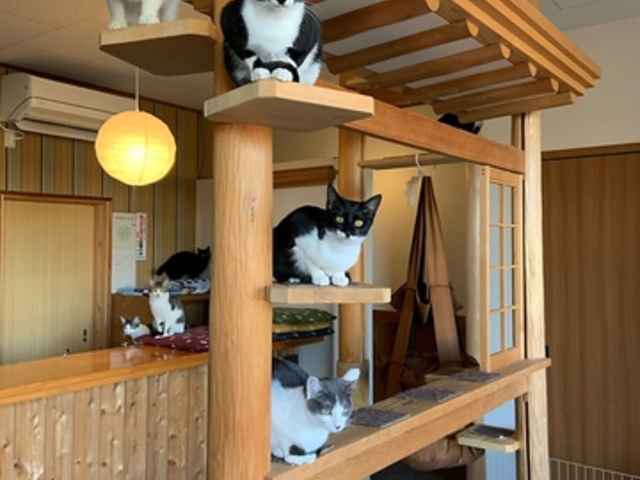 ˂JtF CATEwalk̎ʐ^1