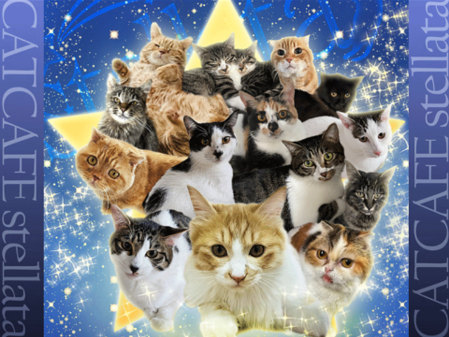 یLJtFstellata̎ʐ^1