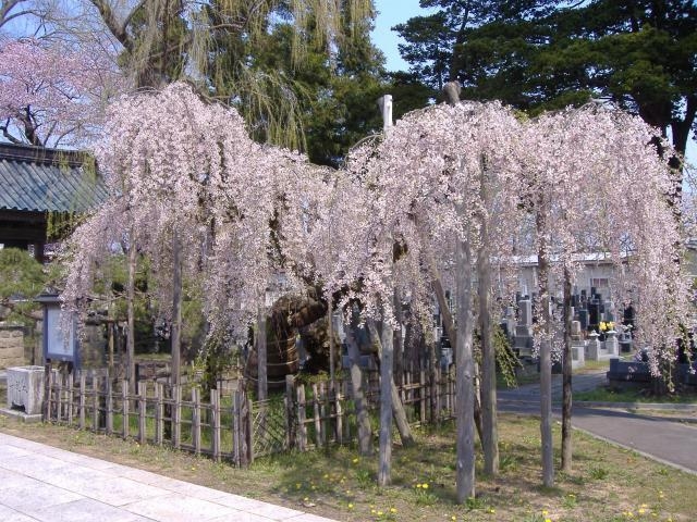 �������̃V�_���U�N��