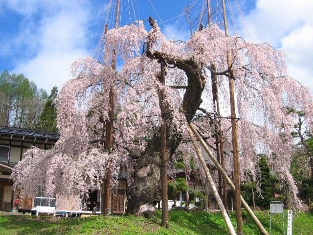 �������̎}����U�N���̎ʐ^1