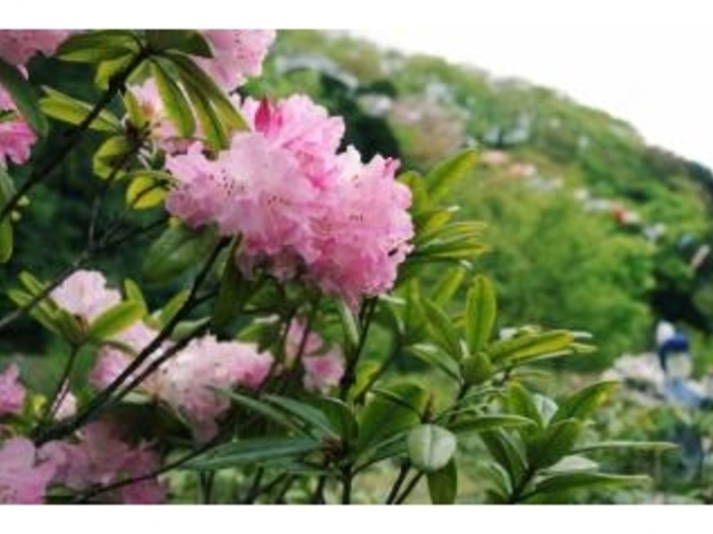 ����̃V���N�i�Q�̎ʐ^1