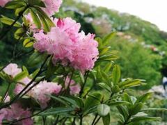 ����̃V���N�i�Q�̎ʐ^1