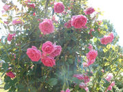 �������[�Y�K�[�f���̎ʐ^1