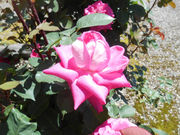 �������[�Y�K�[�f���̎ʐ^2