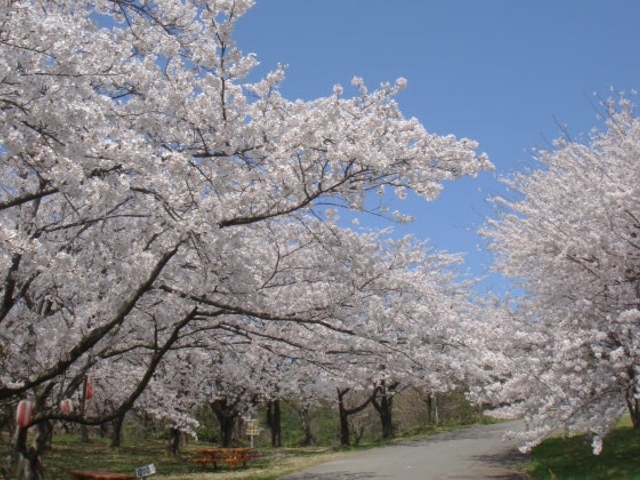 �����\�o���N�𗬂̉Ɓ@�L�����v��