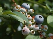 �u���[�x���[�����_���̎ʐ^2