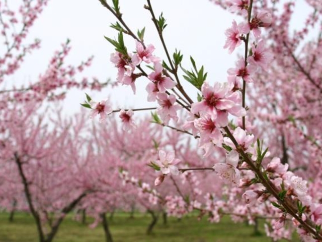 �ɒB�̓����̎ʐ^1