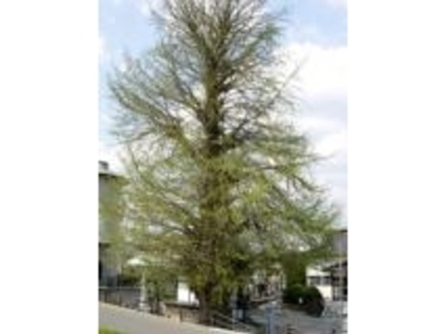 �̖����̑�C�`���E�̎ʐ^1