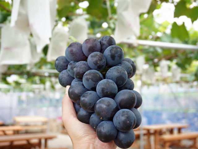 �傫�ȂԂǂ��I_�ό��_�����������낵