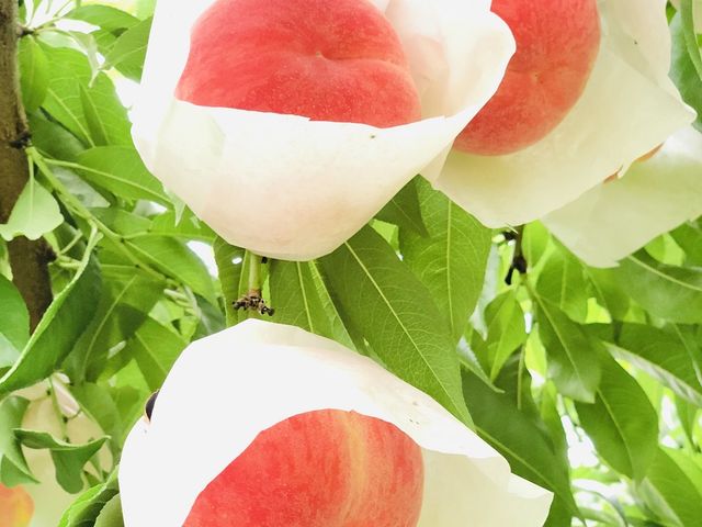 ���������������n�ł����I_�ό��_�����������낵