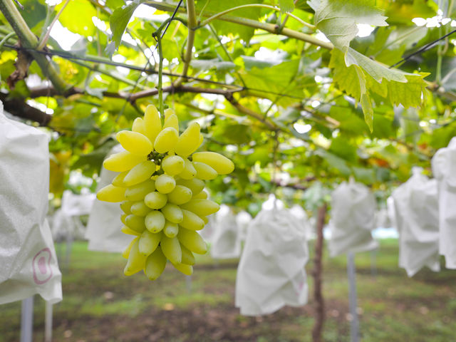 �Όn�̂Ԃǂ����������񂠂�܂��B_�ό��_�����������낵