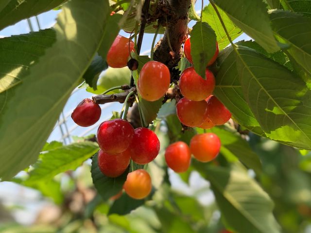 �T�N�����{�����n�ł����I_�ό��_�����������낵