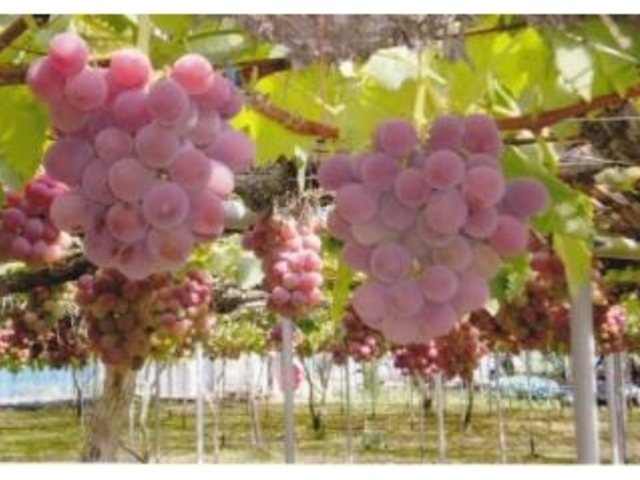 �g����_�W�H�_��