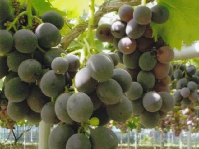 ����_�W�H�_��