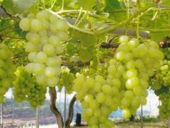 �W�H�_���̎ʐ^