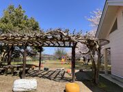 �^�͐�Βn�����΂Ȍ����̎ʐ^2