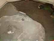 �����L�˂̎ʐ^2