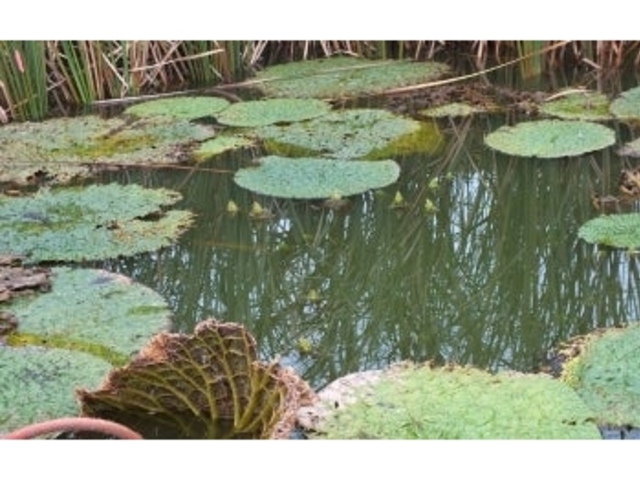 �I��r�̃I�j�o�X