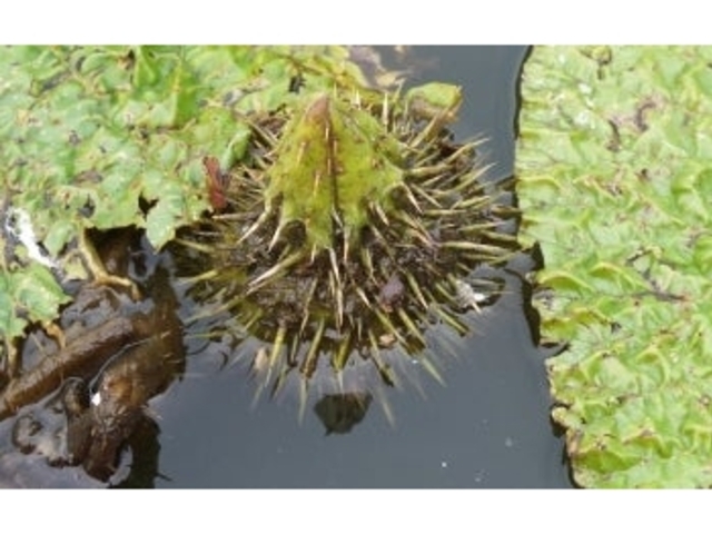 �I��r�̃I�j�o�X